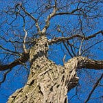 Pleidooi voor grilligheid